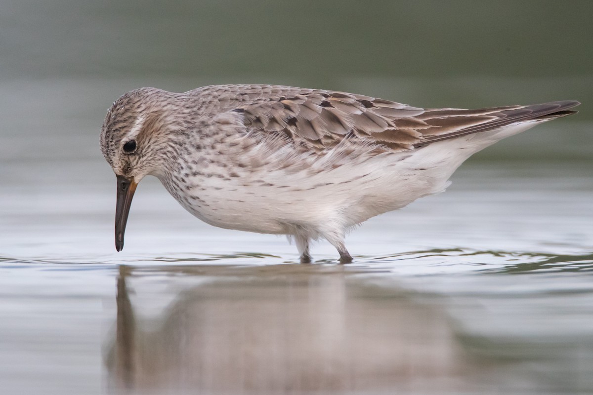 White-rumped Sandpiper - County Lister Brendan