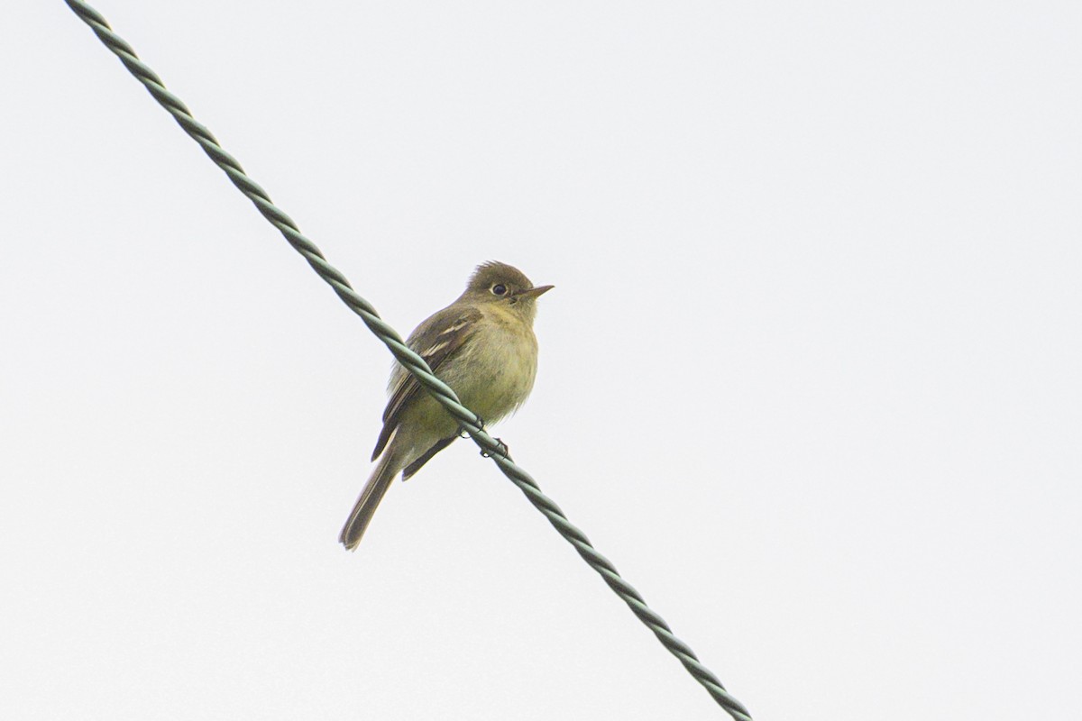 Western Flycatcher - ML657452514