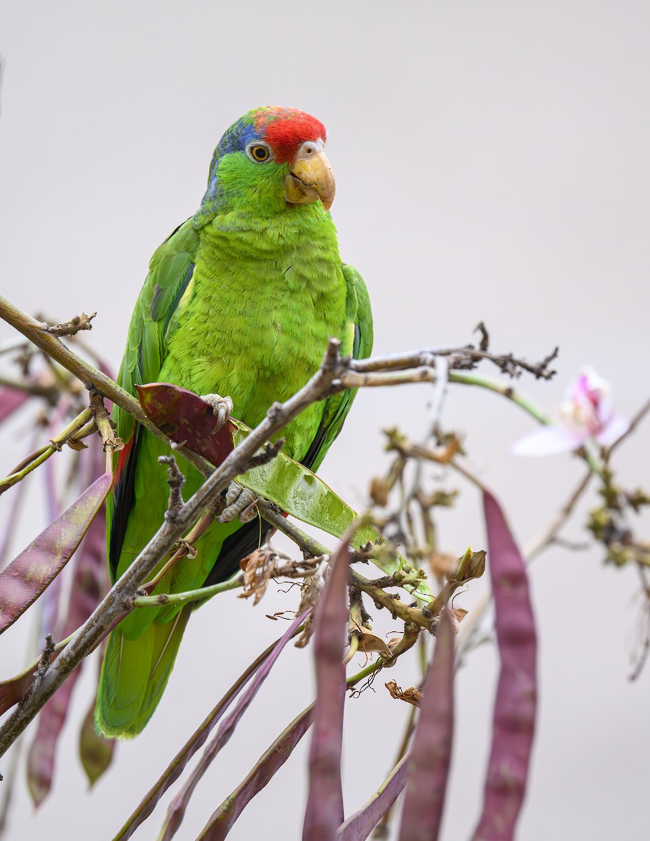 Red-crowned x Lilac-crowned Amazon (hybrid) - ML657453111