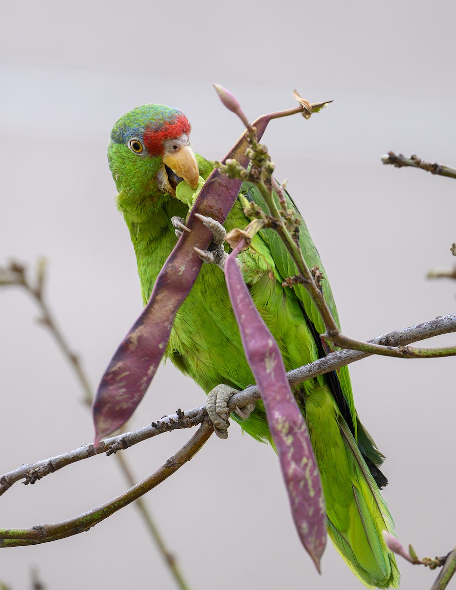Lilac-crowned Amazon - ML657453122