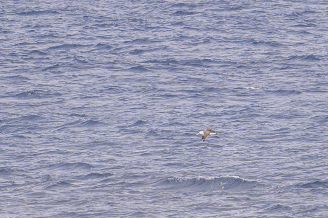 Albatros de Isla Laysan - ML657453831