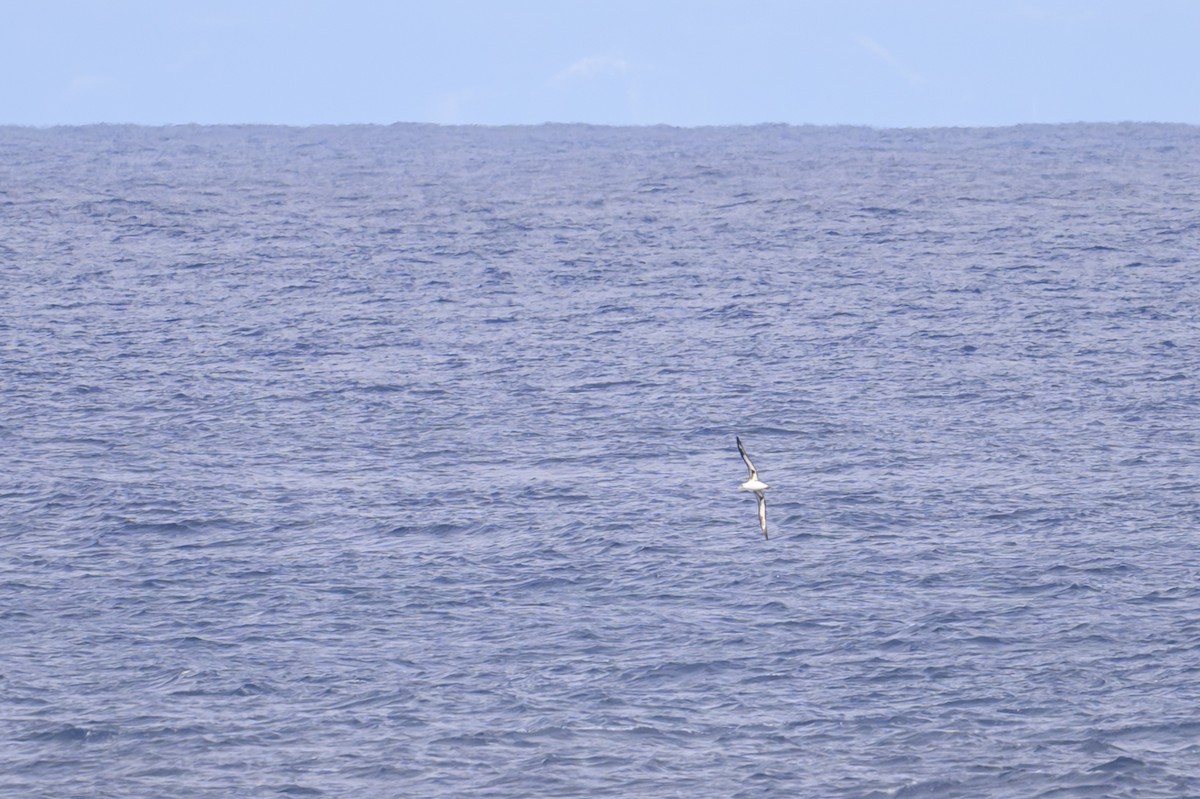 Albatros de Isla Laysan - ML657453847