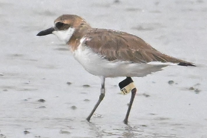 Greater Sand-Plover - ML657453967