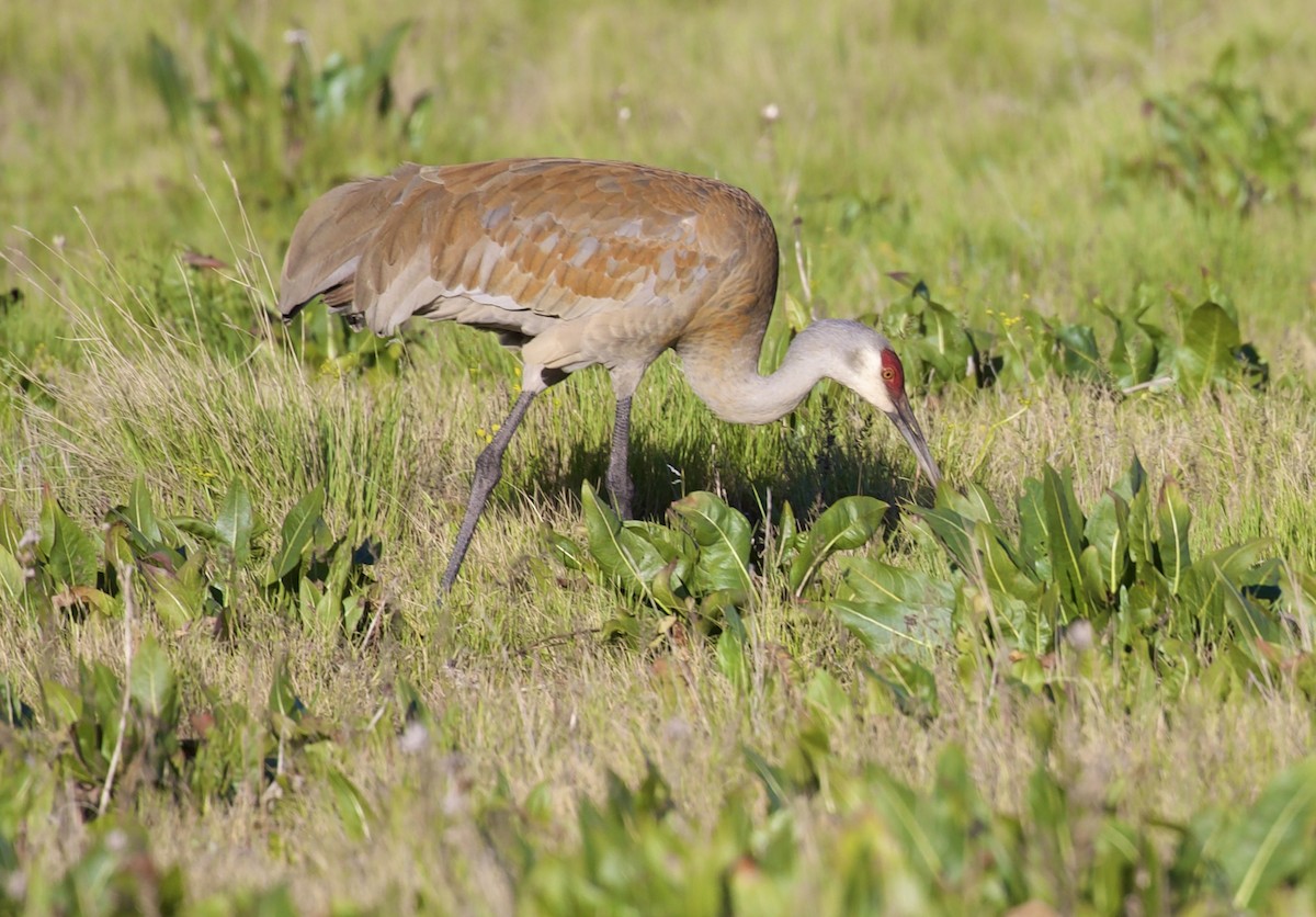Sandhill Crane - ML657454185