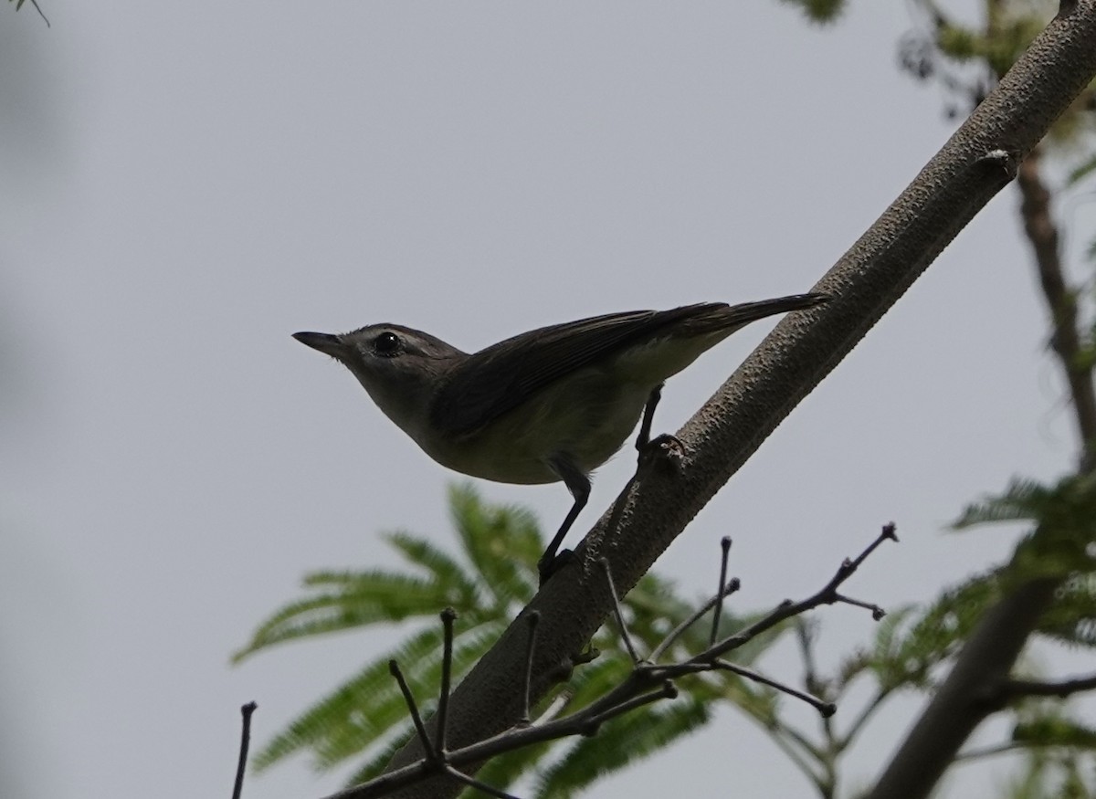 vireo sp. - ML657454194