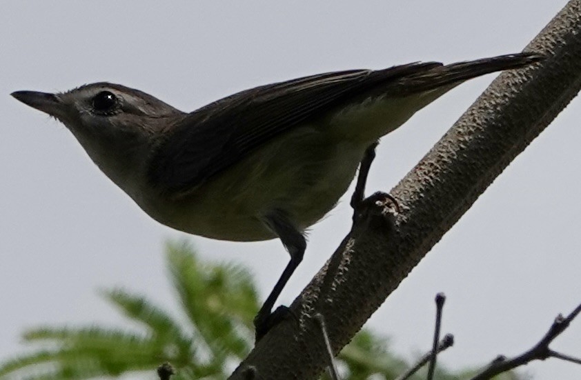 vireo sp. - ML657454215