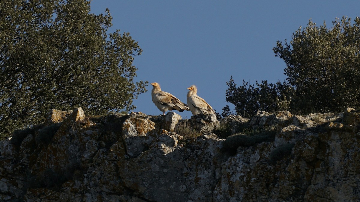 Egyptian Vulture - ML657454447