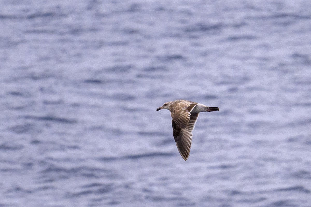 Western Gull - ML657454565