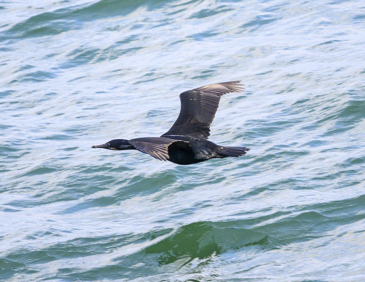 Brandt's Cormorant - ML657454922