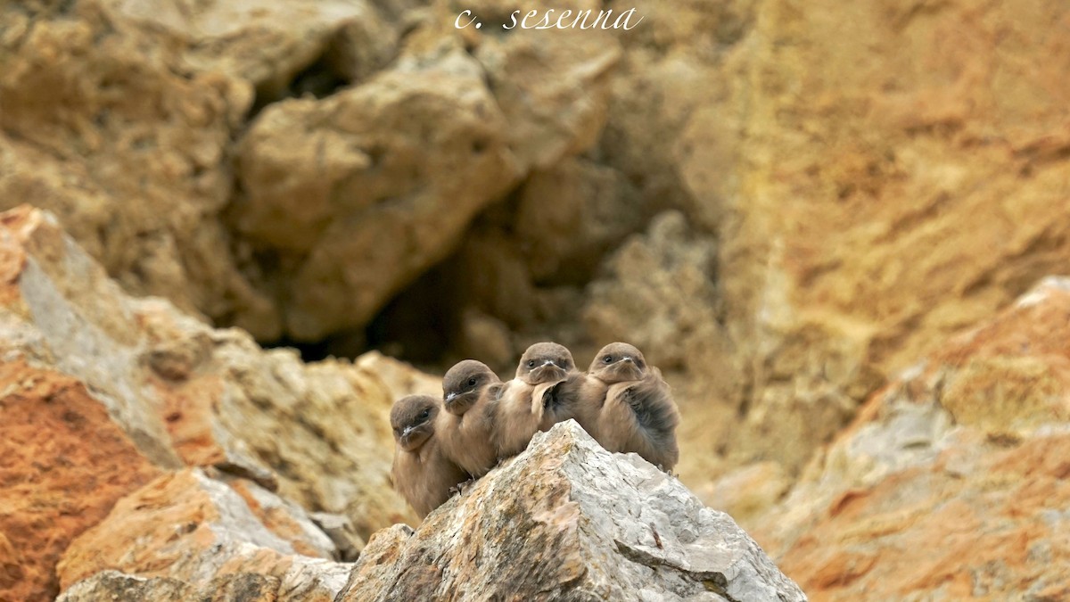 Eurasian Crag-Martin - ML657455168