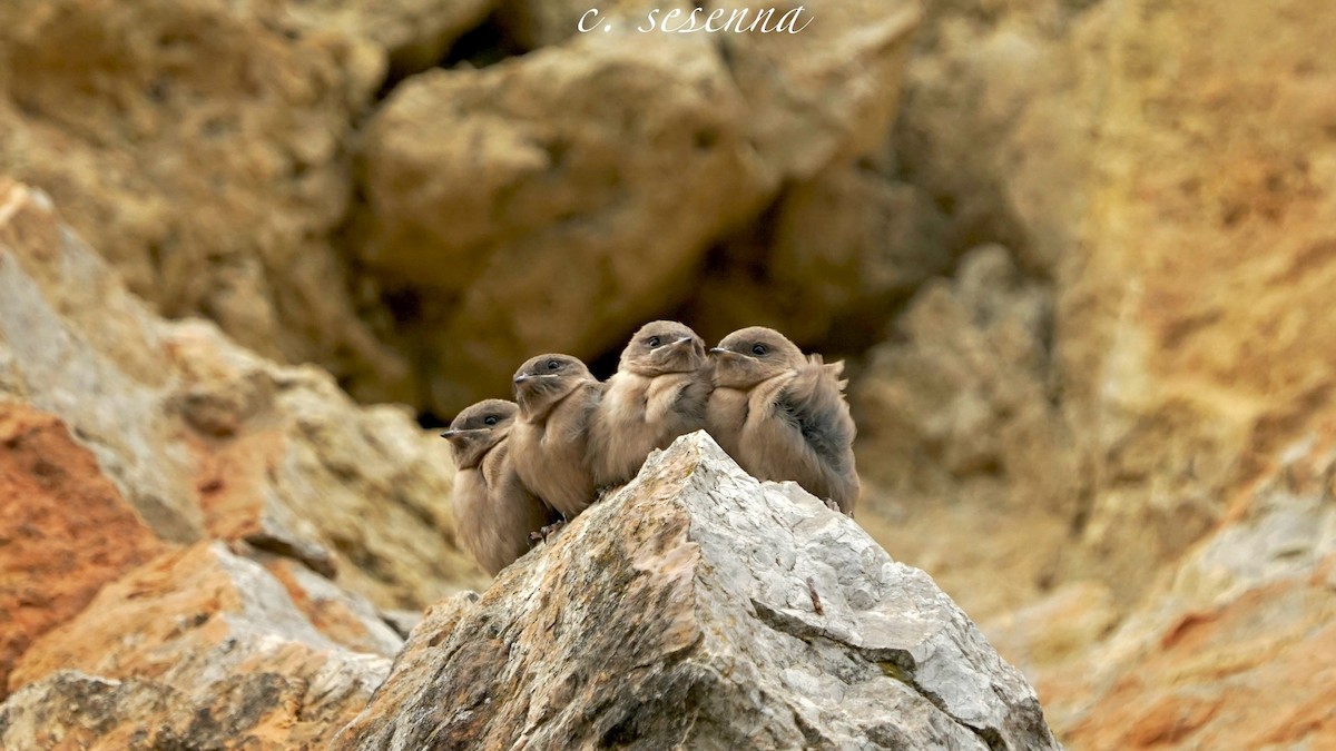 Eurasian Crag-Martin - ML657455169
