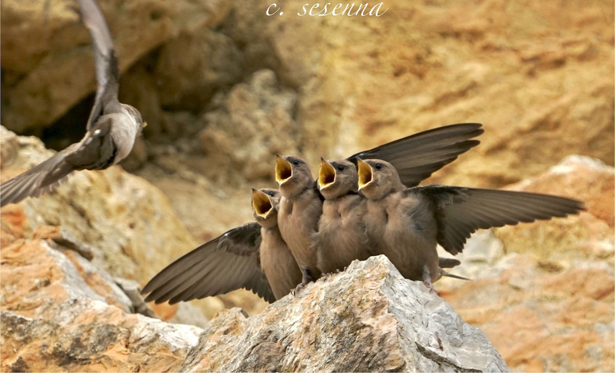 Eurasian Crag-Martin - ML657455170
