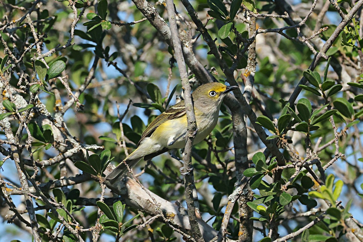 hvitøyevireo - ML657455350