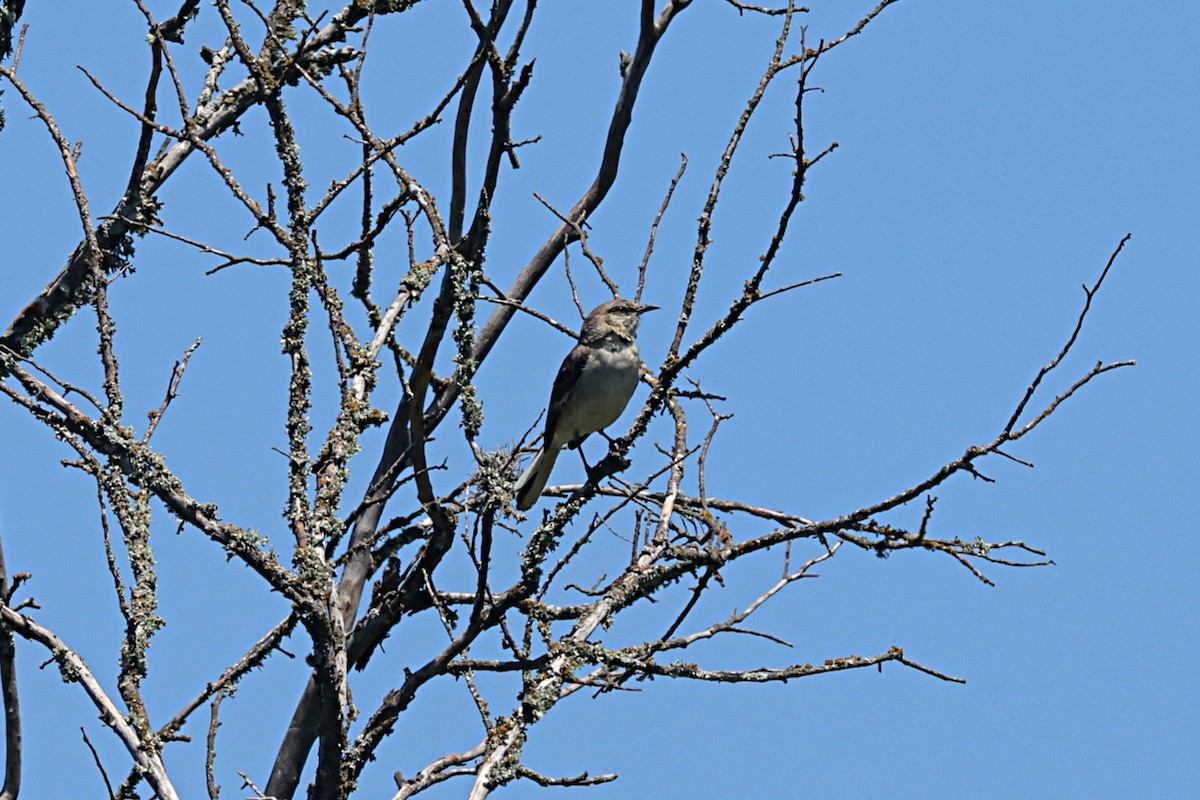 sangspottefugl - ML657455409