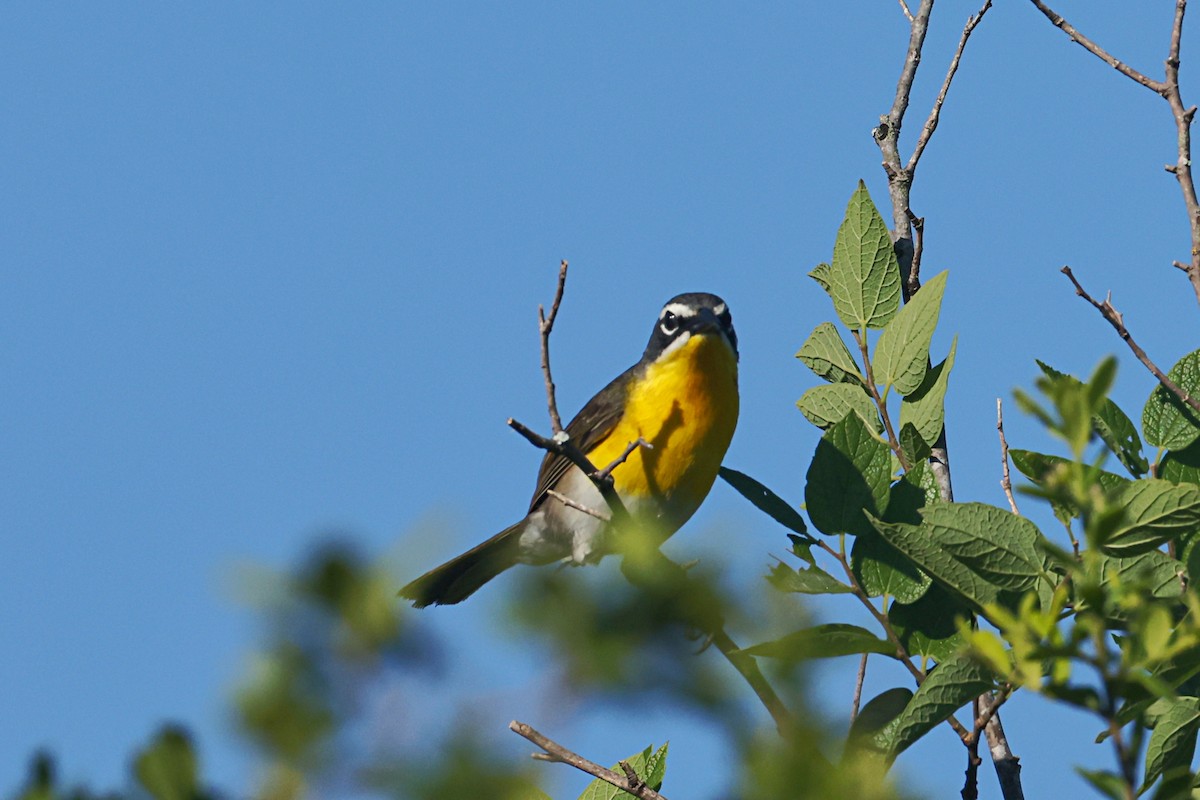 gulbrystparula - ML657455422