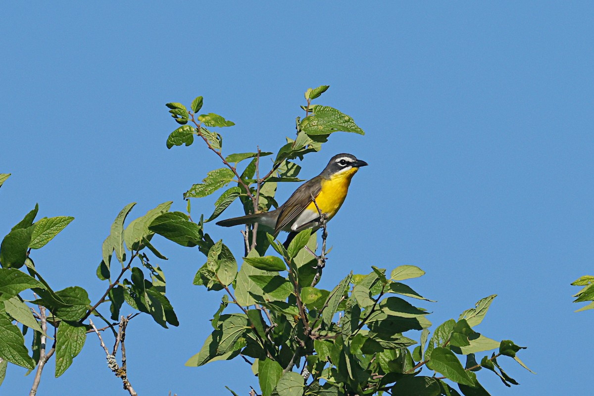 gulbrystparula - ML657455423