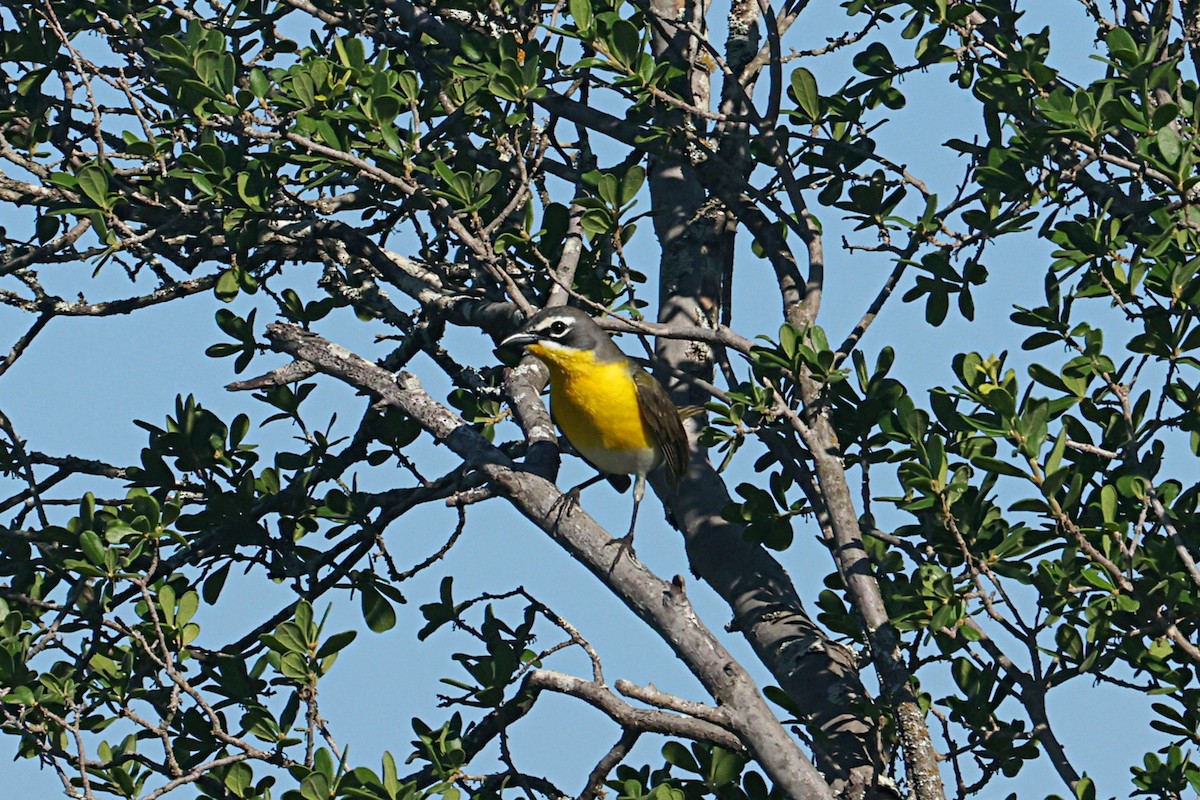 gulbrystparula - ML657455424