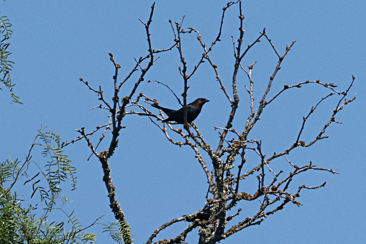 brunhodetrupial - ML657455437