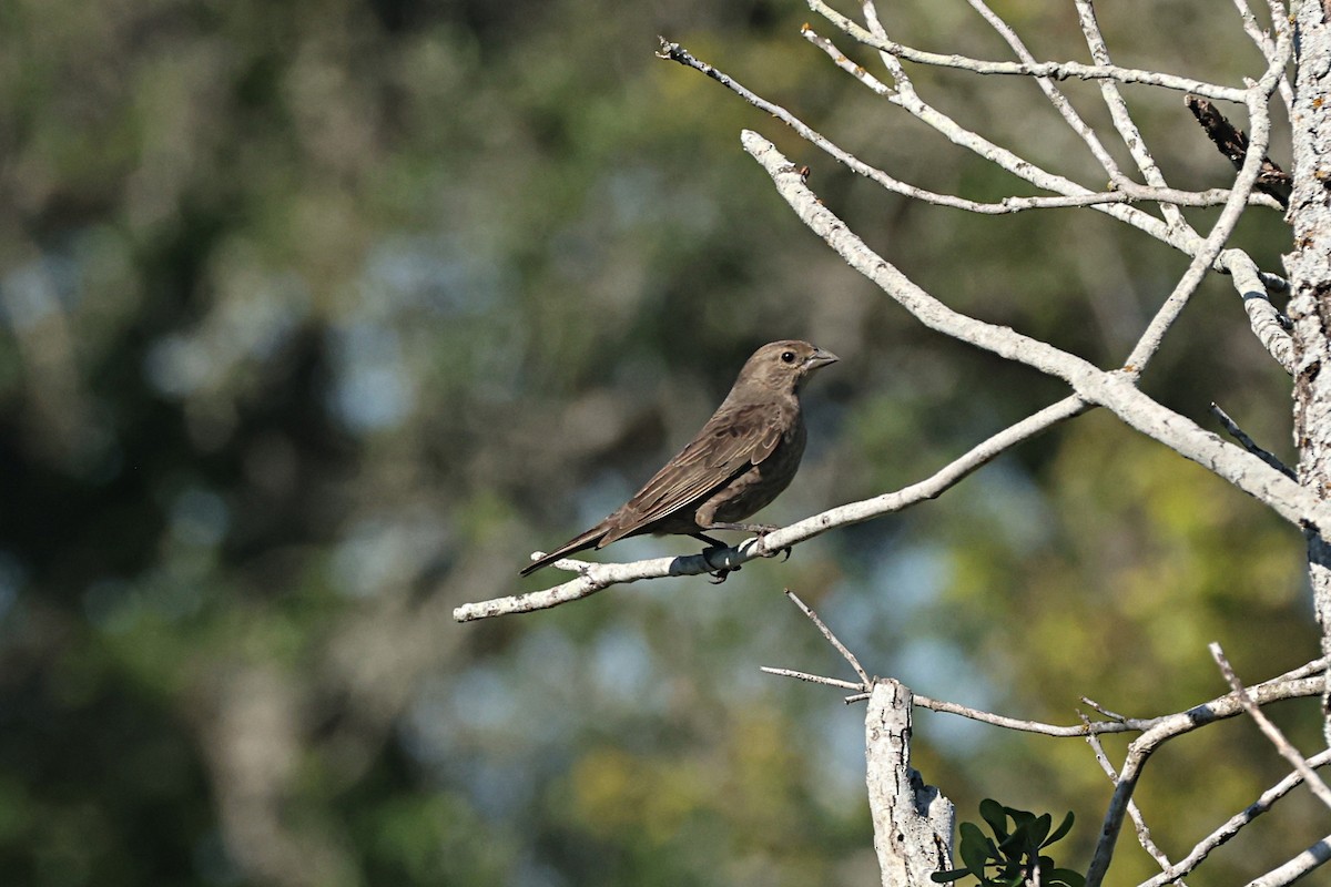 brunhodetrupial - ML657455438