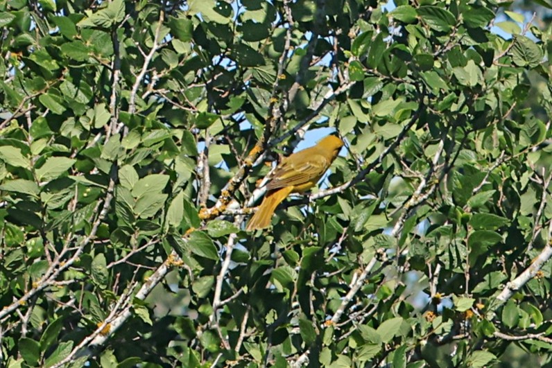 sommerpiranga - ML657455458