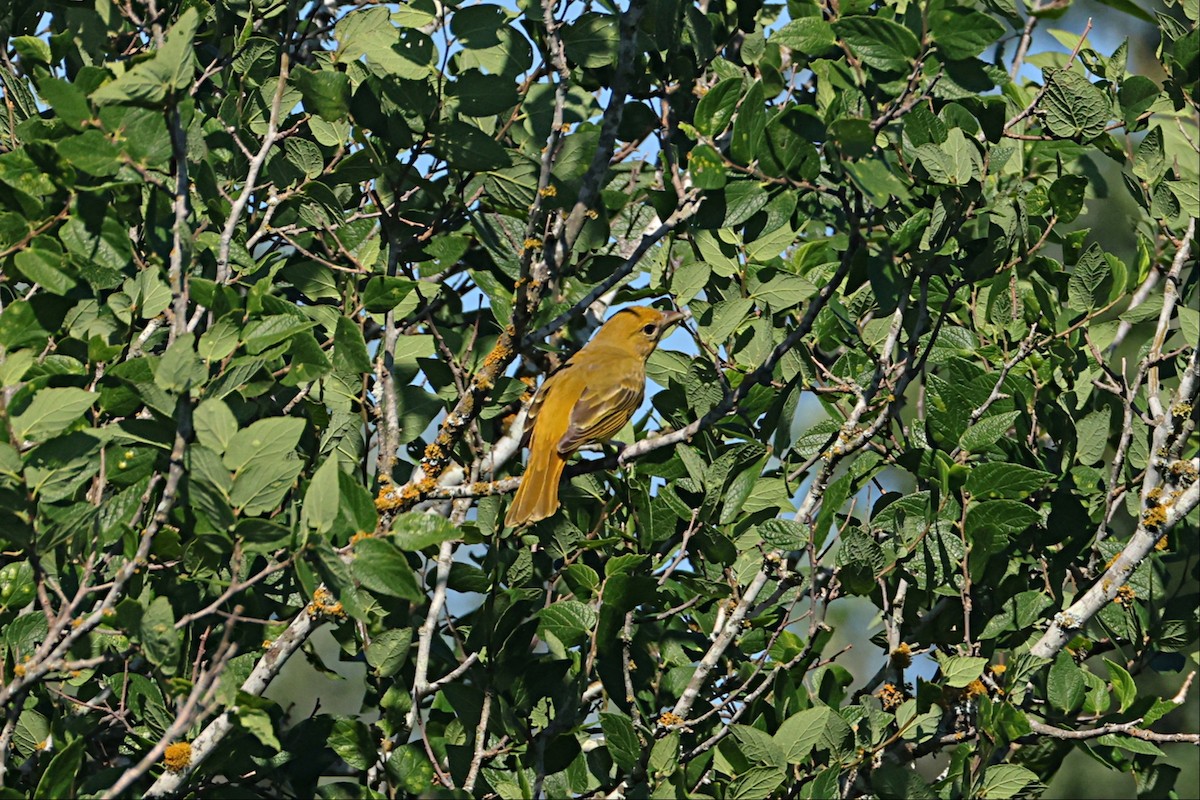sommerpiranga - ML657455460