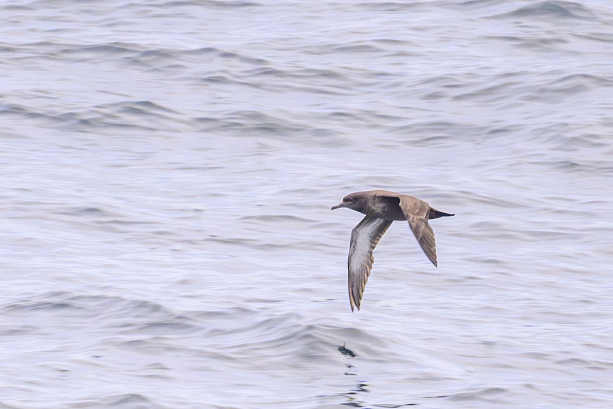 灰水薙鳥 - ML657455988