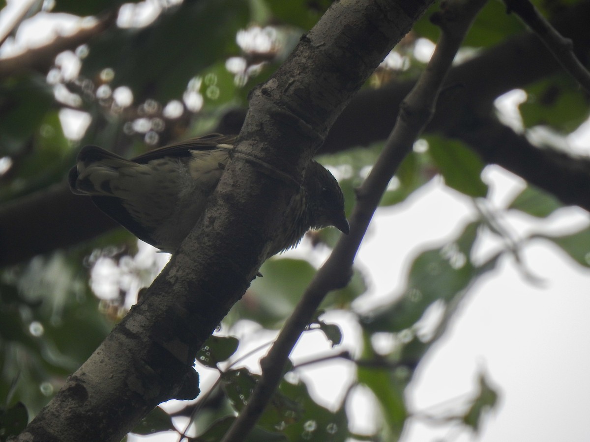 Scaly-throated Honeyguide - ML657457335