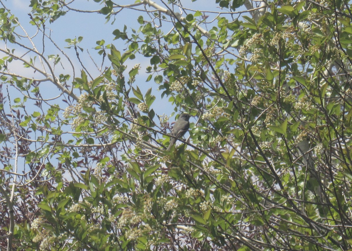 Empidonax sp. - ML657457479