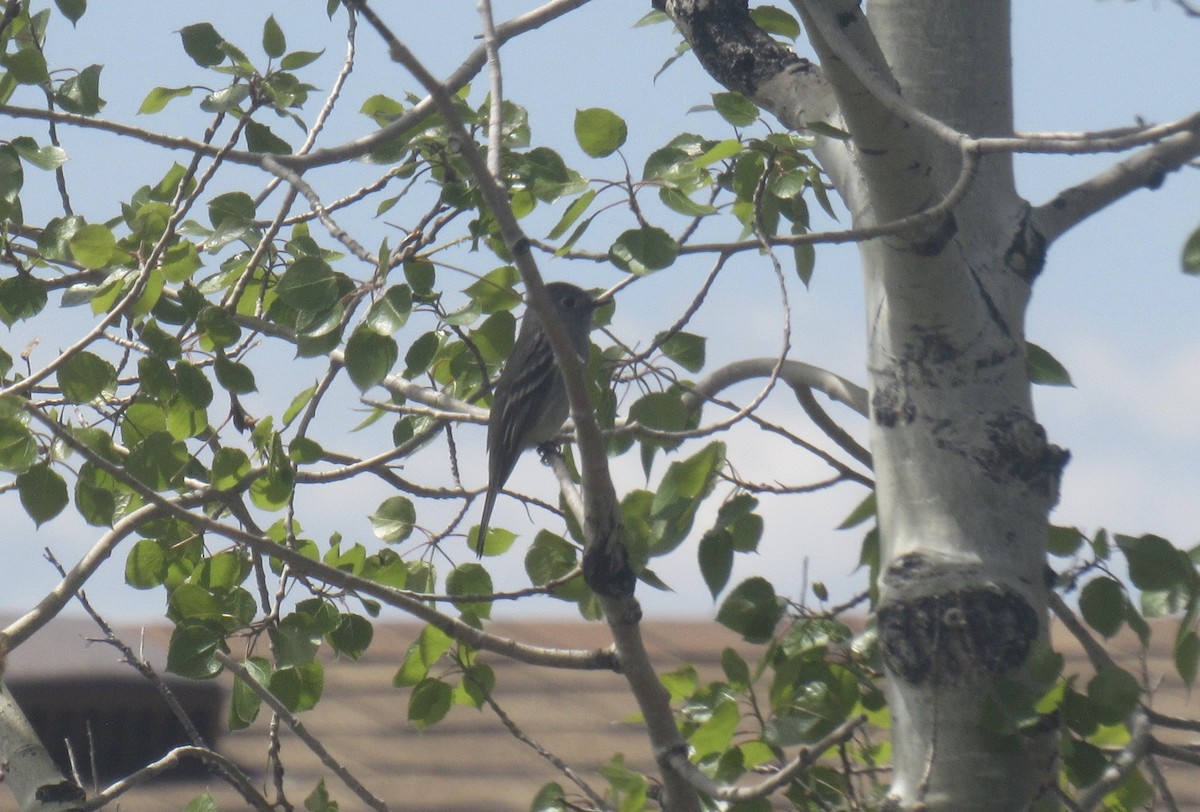 Empidonax sp. - ML657457484