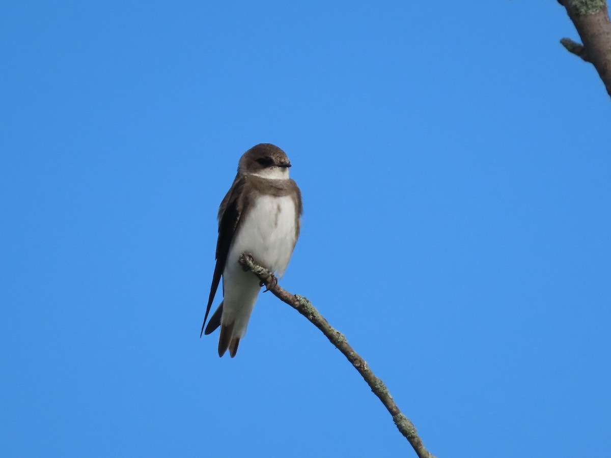 eBird Checklist - 14 May 2026 - Paulinskill River WMA / Hyper Humus IBA ...