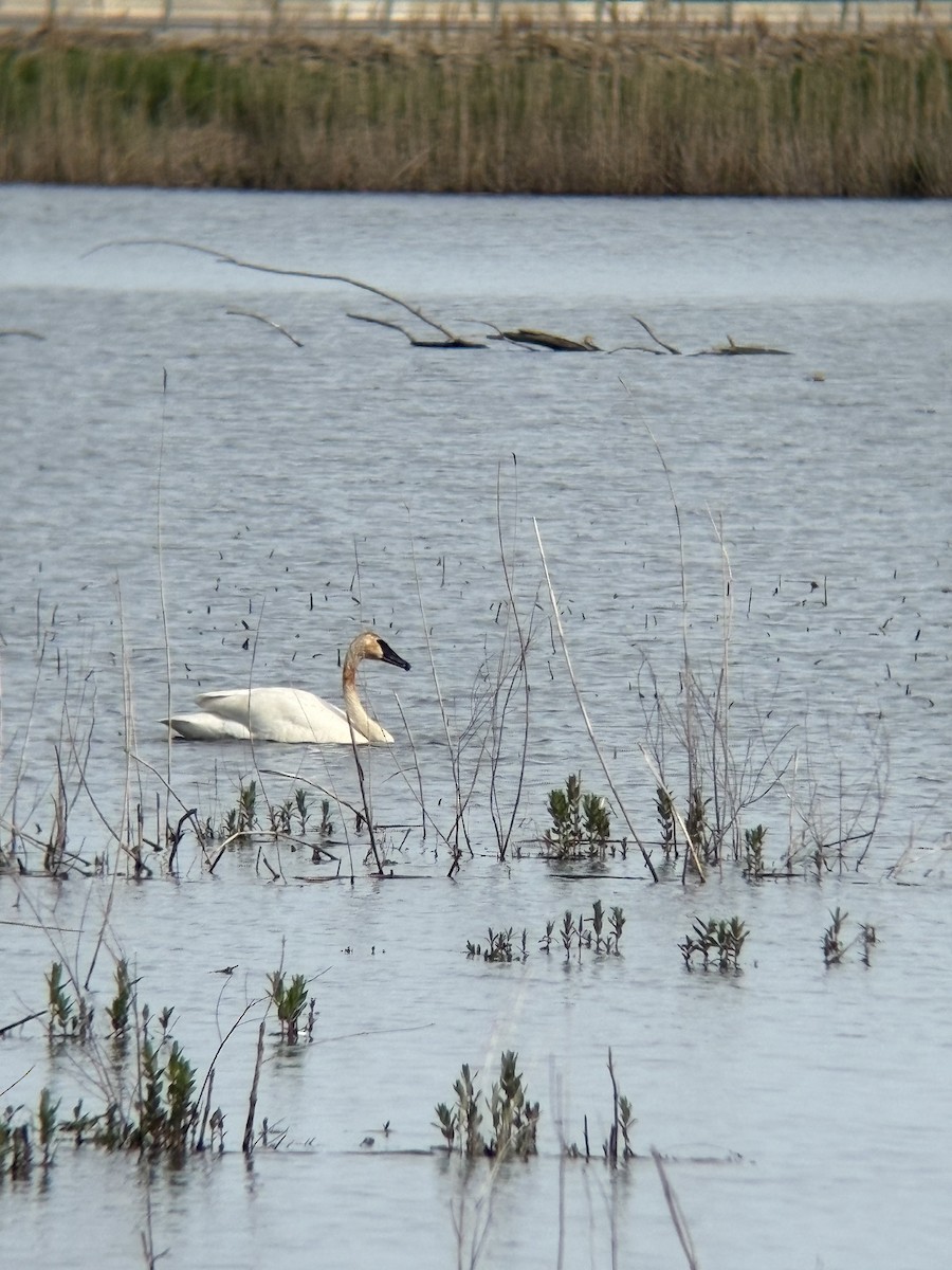 Trumpeter Swan - ML657459898