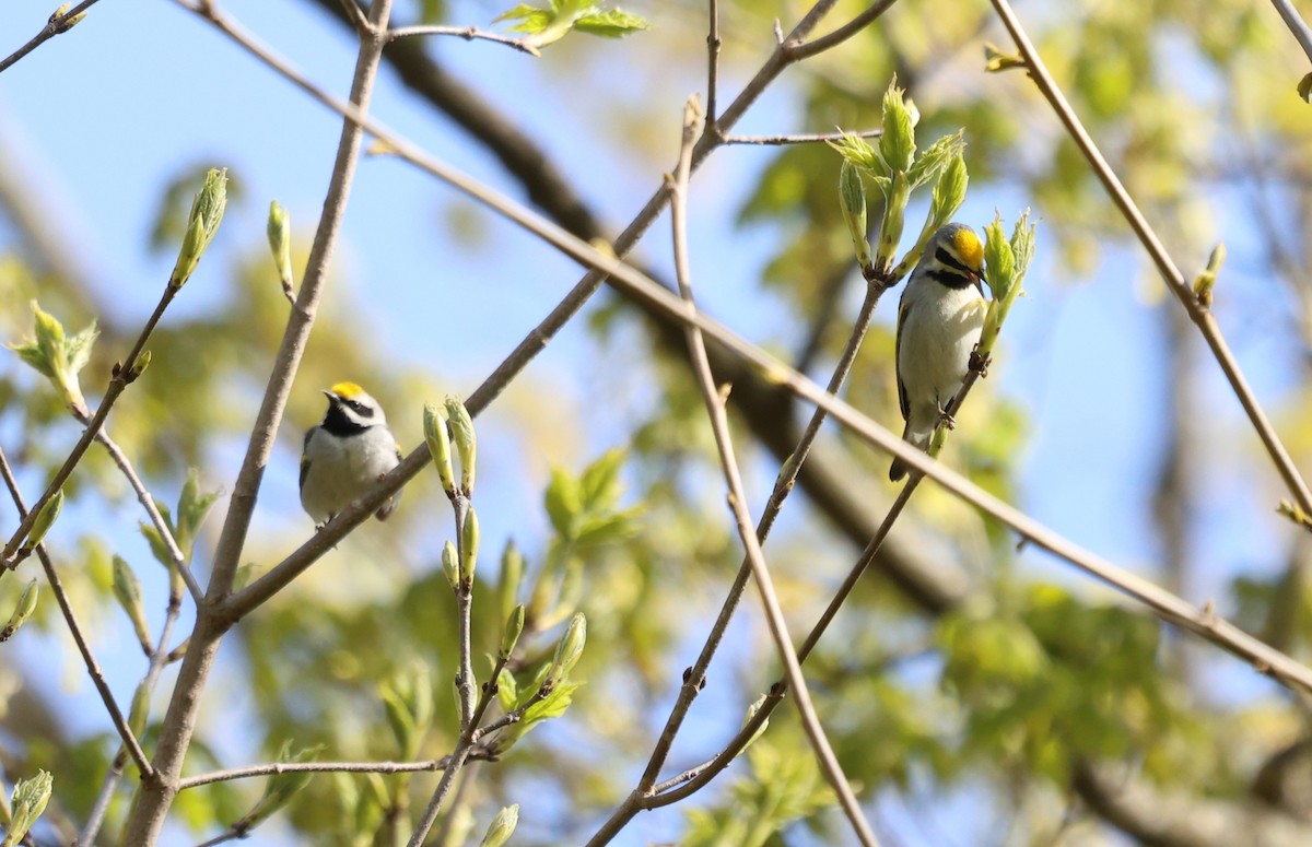 Golden-winged Warbler - ML657459932