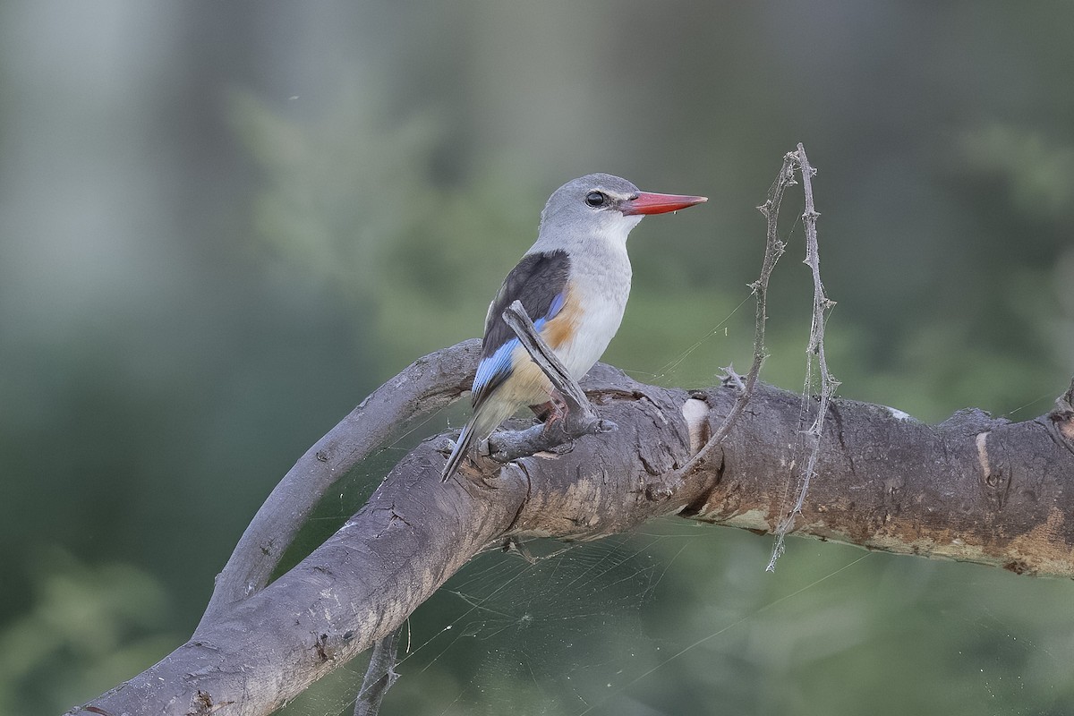 Gray-headed Kingfisher - ML657459936