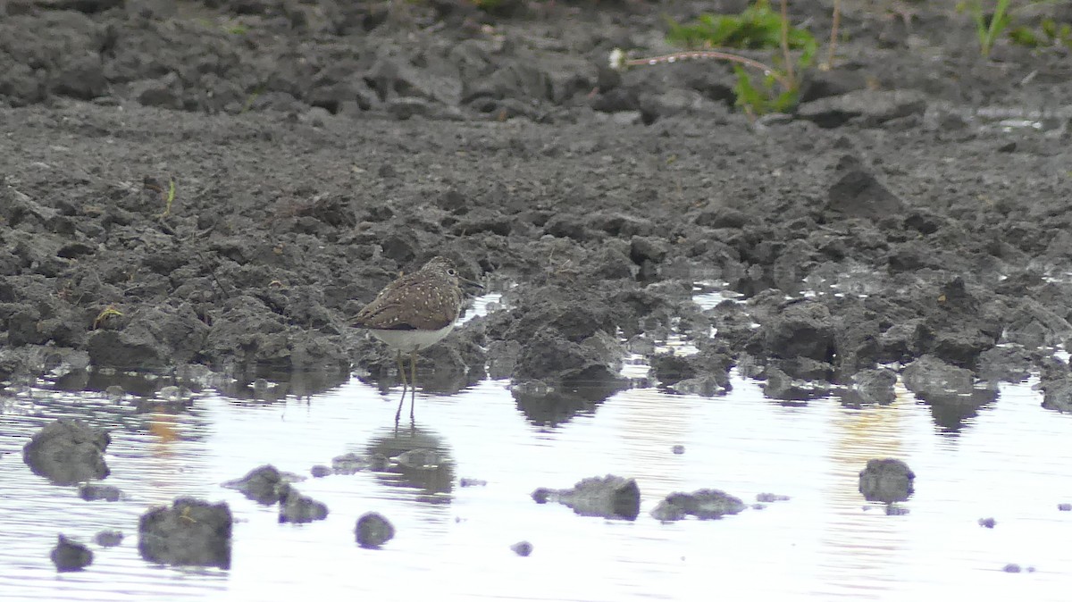 Solitary Sandpiper - ML657459942
