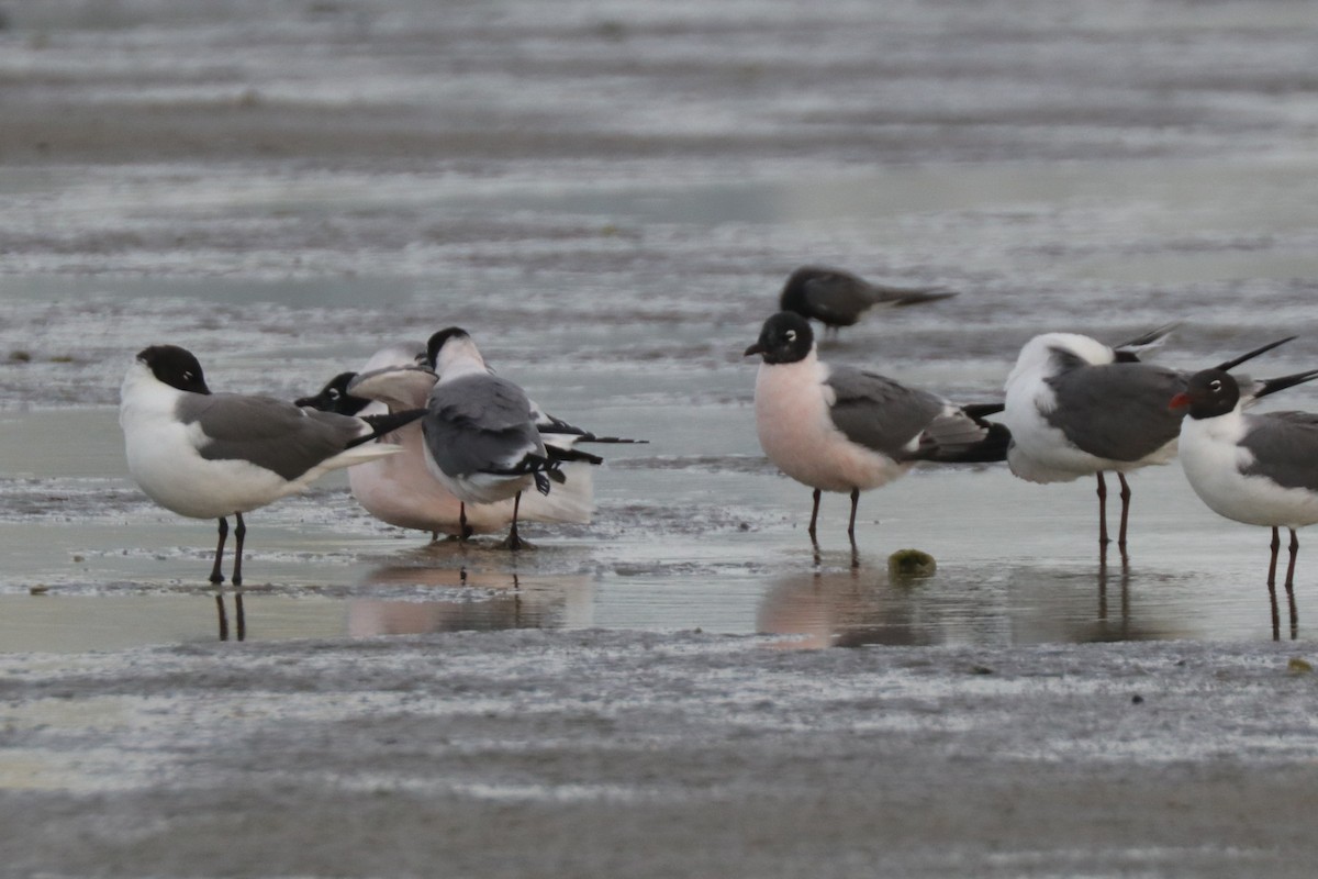 Franklin's Gull - ML657459946