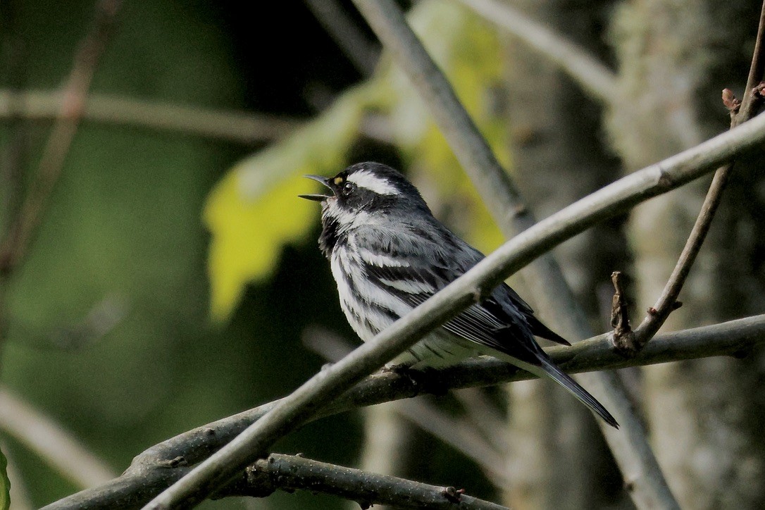 Black-throated Gray Warbler - ML657459947