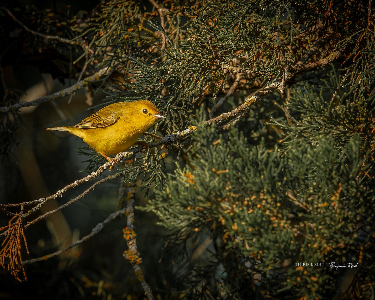 Orange-crowned Warbler - ML657459960