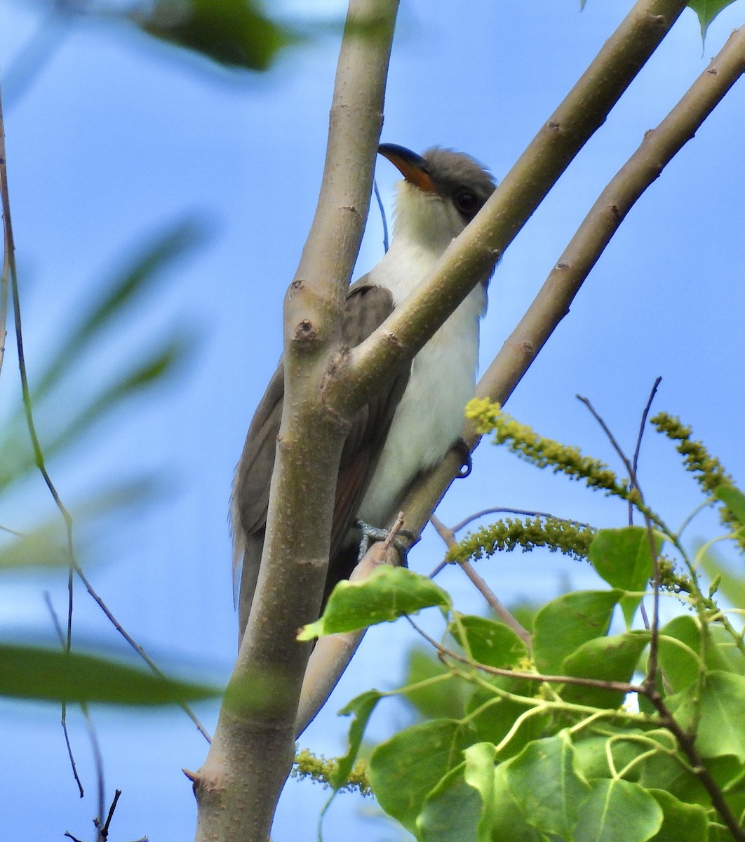 Yellow-billed Cuckoo - ML657459962