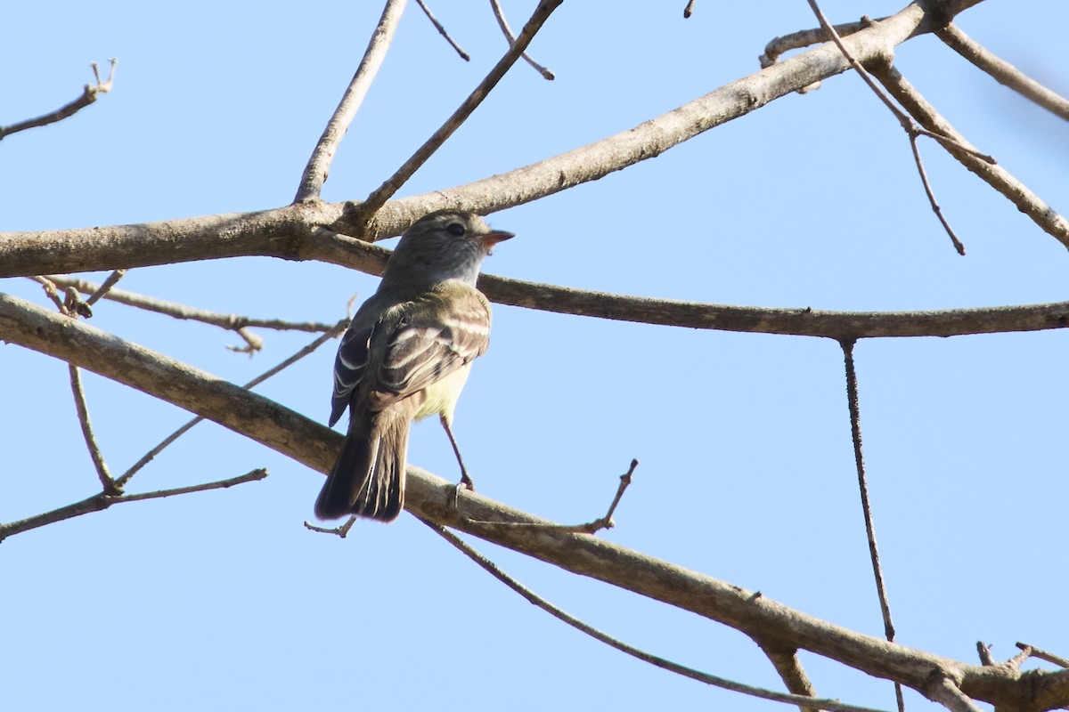 Mouse-colored Tyrannulet - ML657459963