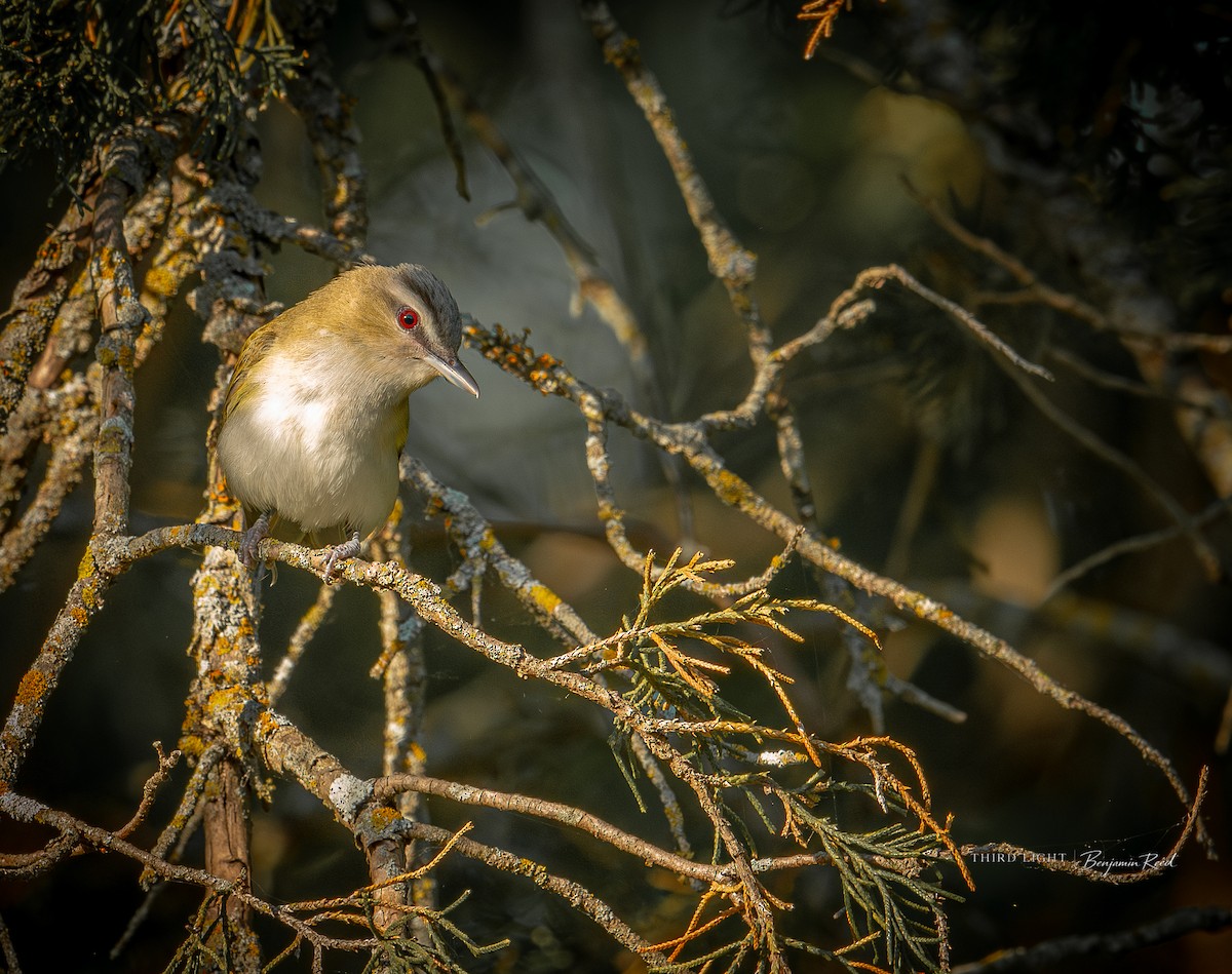 Red-eyed Vireo - ML657459964