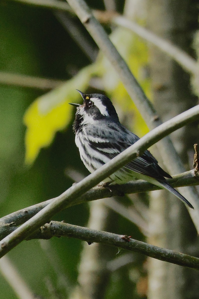 Black-throated Gray Warbler - ML657459965