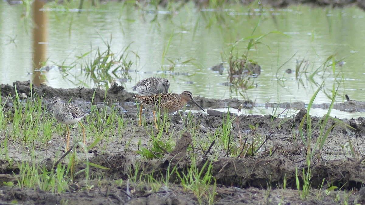 Short-billed Dowitcher - ML657459968
