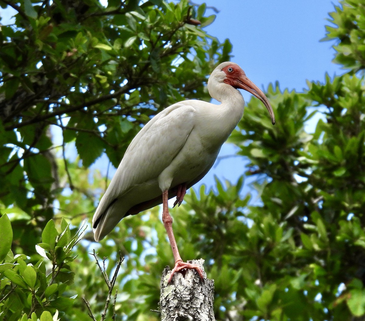 White Ibis - ML657459972