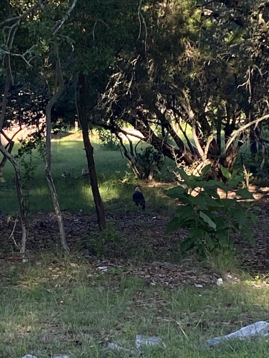 Crested Caracara - ML657459981