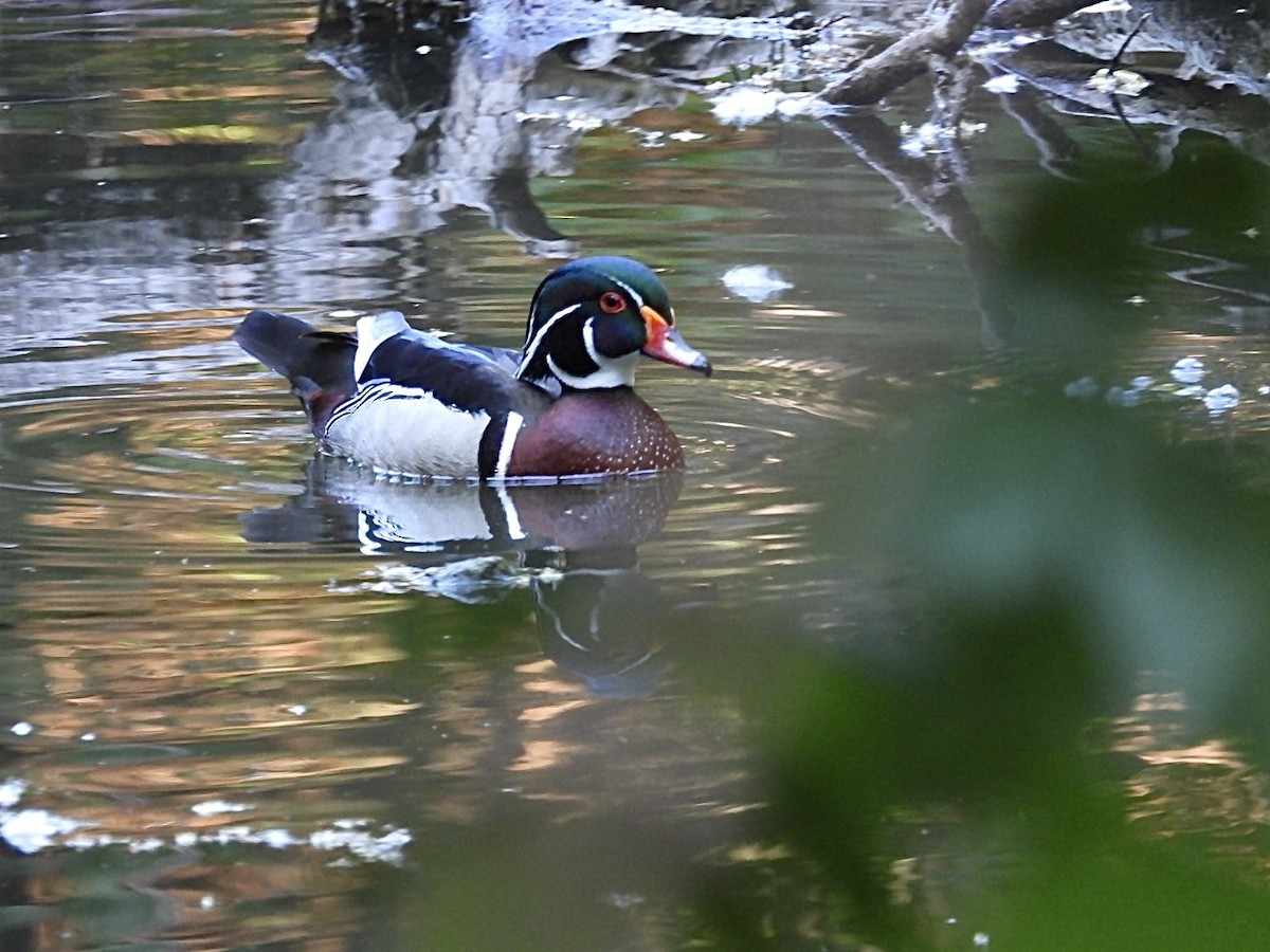 Wood Duck - ML657459983