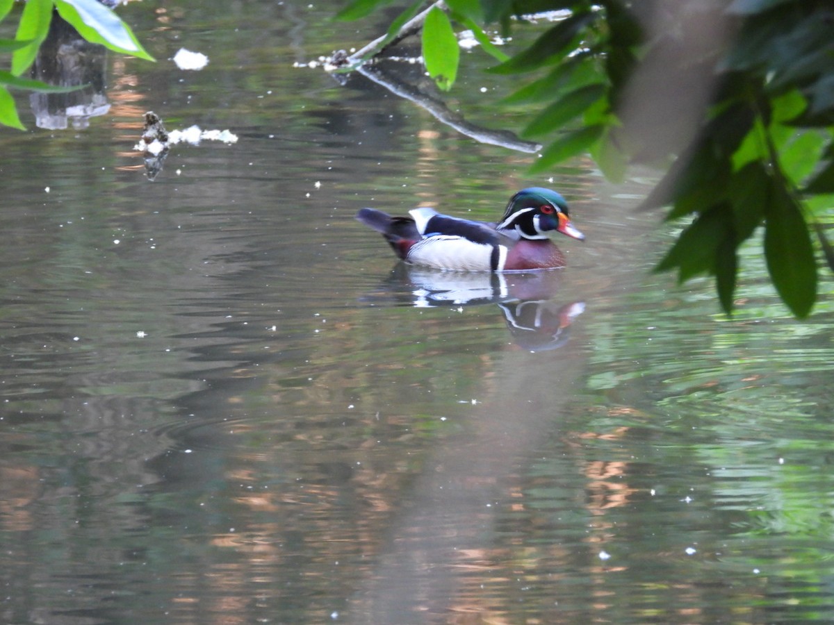 Wood Duck - ML657459984