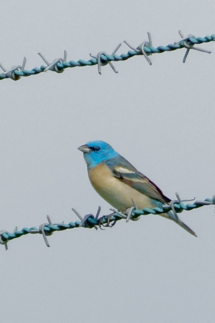 Lazuli Bunting - ML657459988