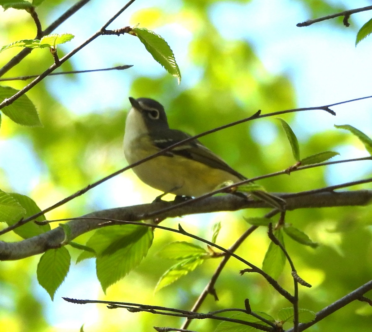Blue-headed Vireo - ML657459989