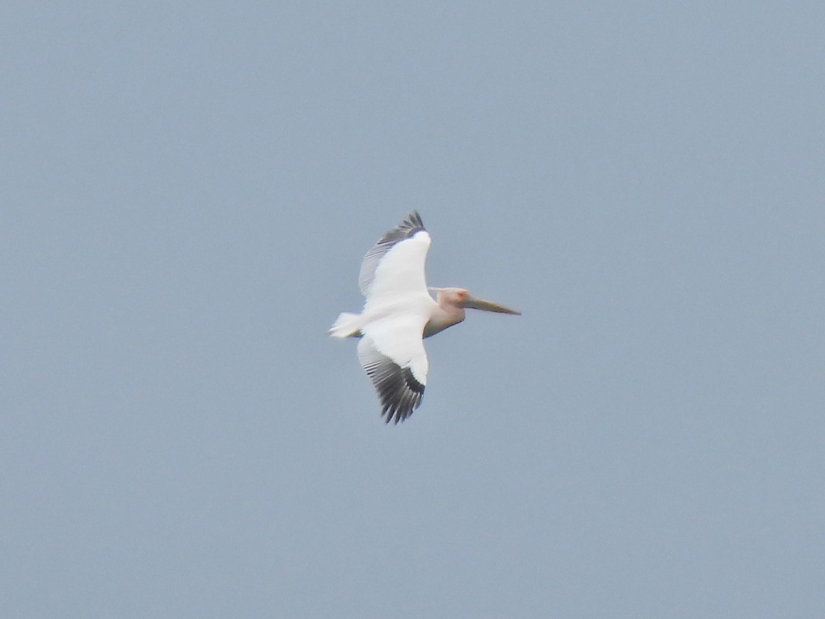 Great White Pelican - ML657460572