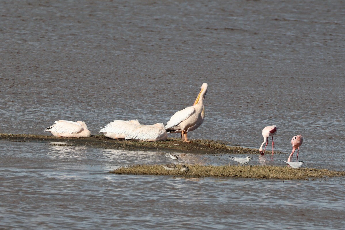 Great White Pelican - ML657460967